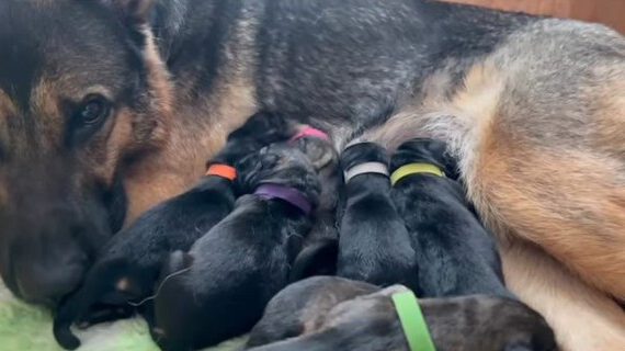 🐾 Unglaublicher Babysegen bei Schwadi’s Deutschen Schäferhunden! 🐾